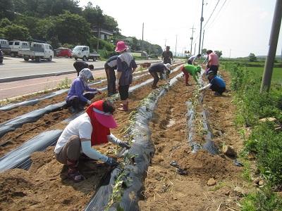 0612_삼산면주민자치위_고구마_심기_(2)