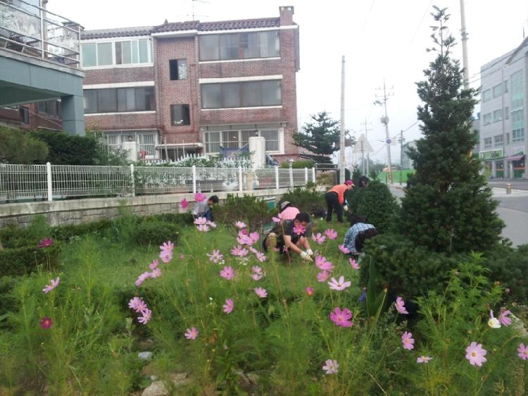 0617_강화읍주민자치위원회_마을가꾸기_(2)