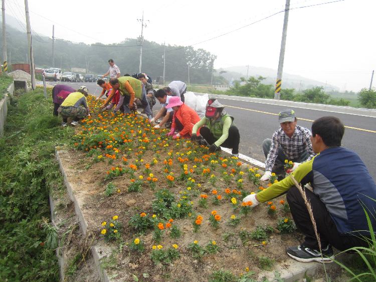 0618_삼산면주민자치위_여름꽃_식재_(1)
