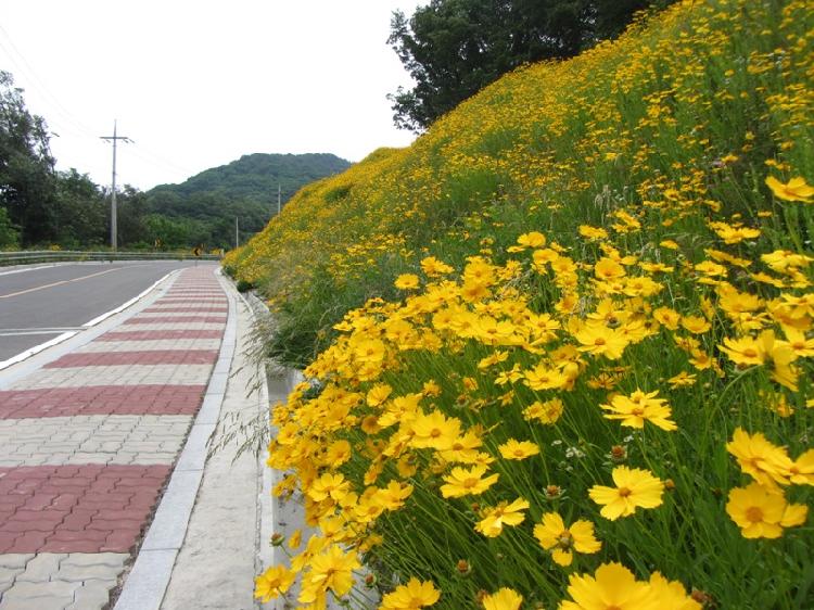 0624_석모도자연휴양림_금계국