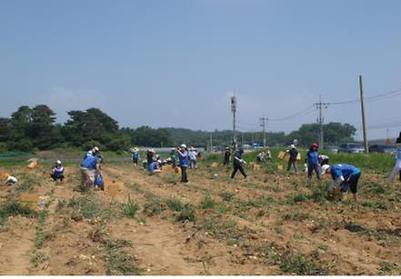 0701_삼성전자_감자_나눔행사_(2)
