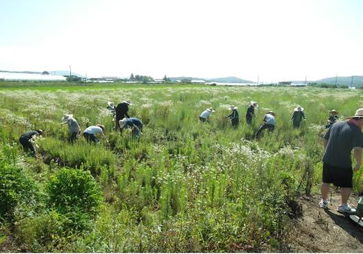 0708_사법연수생_농촌일손돕기