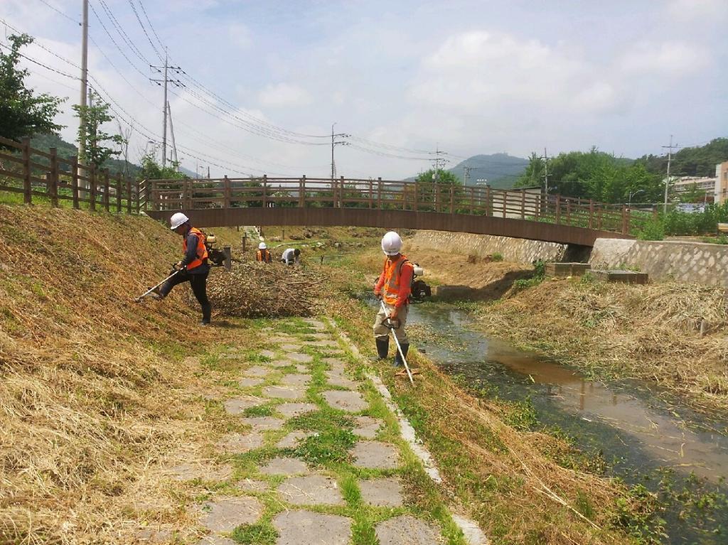 0710_국화천_잡목제거_모습