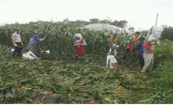 0711_교동면주민자치위_옥수수_수확