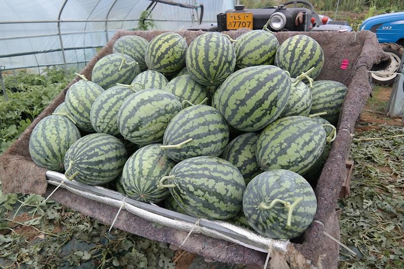 0714_강화섬수박_출하_(1)