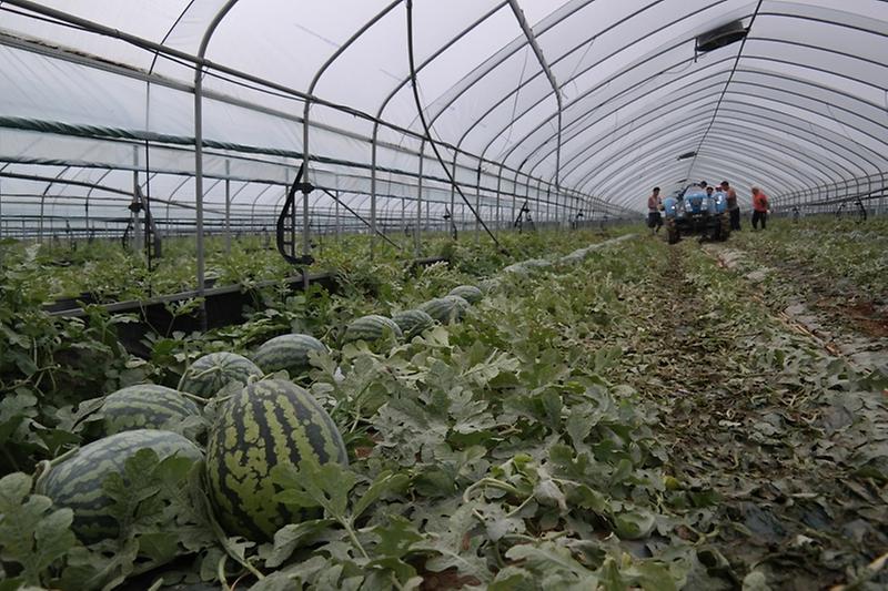 0714_강화섬수박_출하_(2)