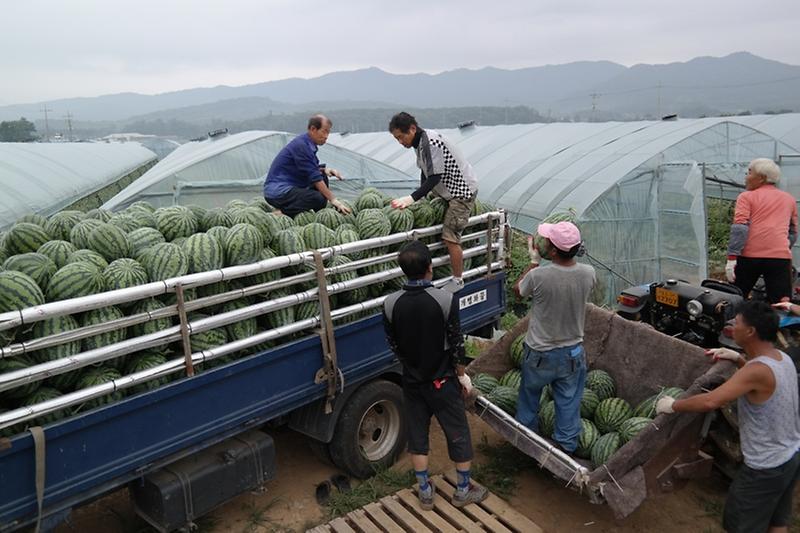 0714_강화섬수박_출하_(3)