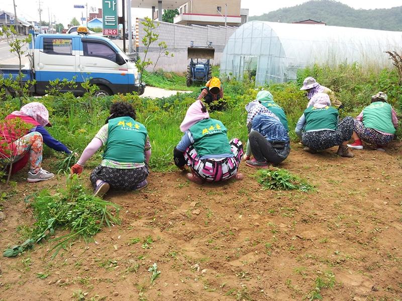 0714_양도면_환경정비_(3)