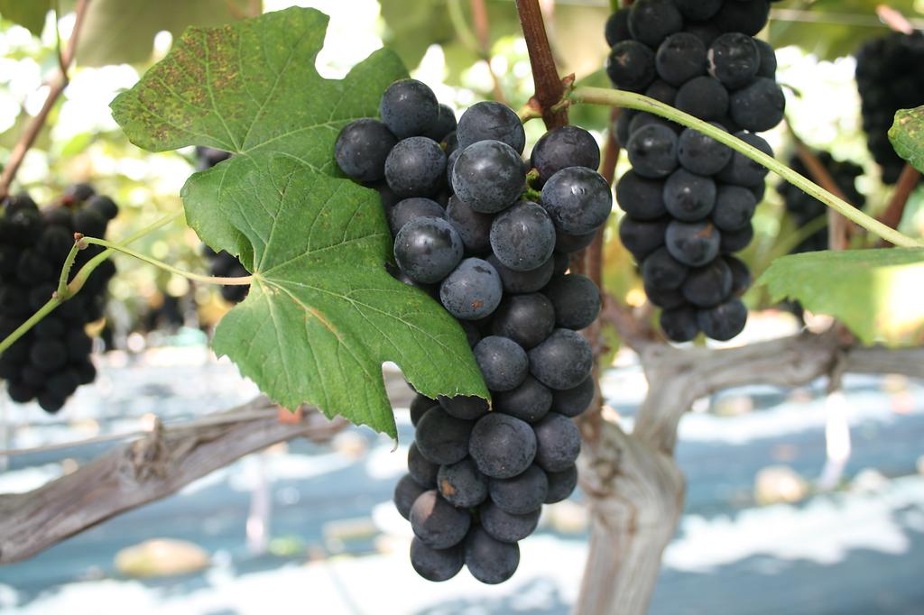 0822_강화섬포도