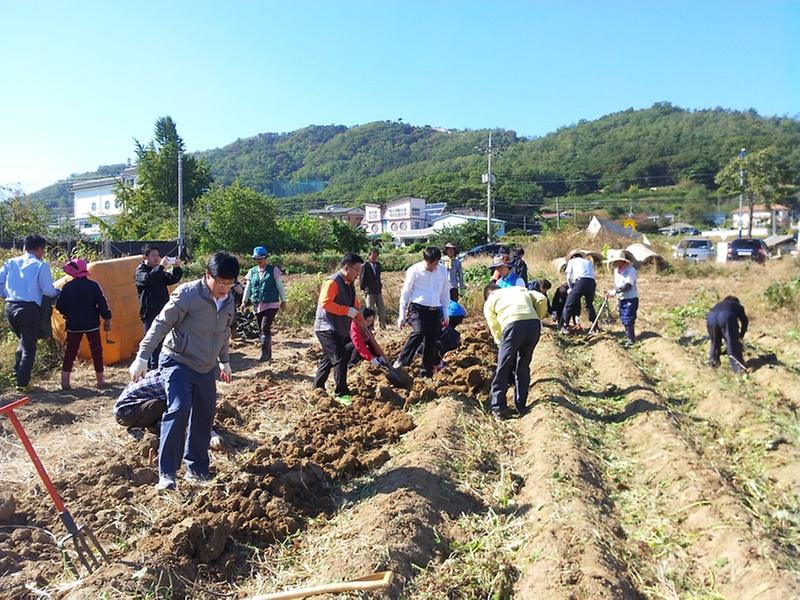 고구마캐기_영농체험