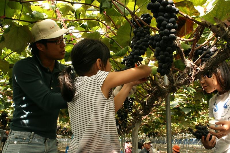 지난해_포도따기체험모습
