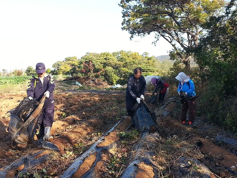 양도면_폐비닐수거모습