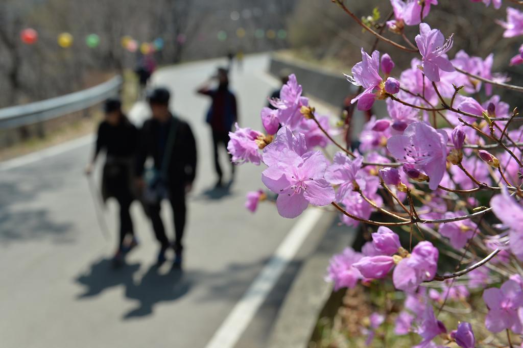 백련사_입구_양지에_핀_진달래_2