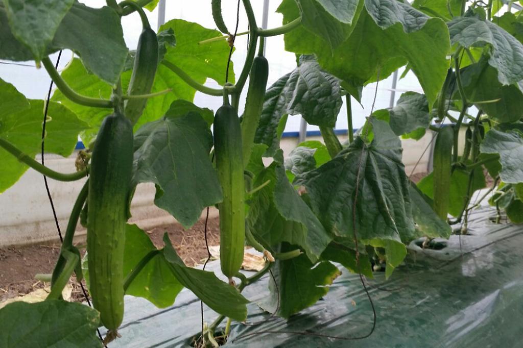 보도자료-오이-1