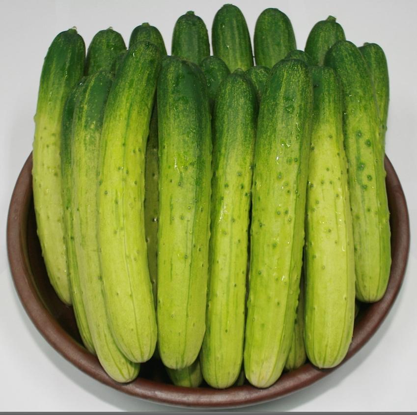 보도자료-오이-2