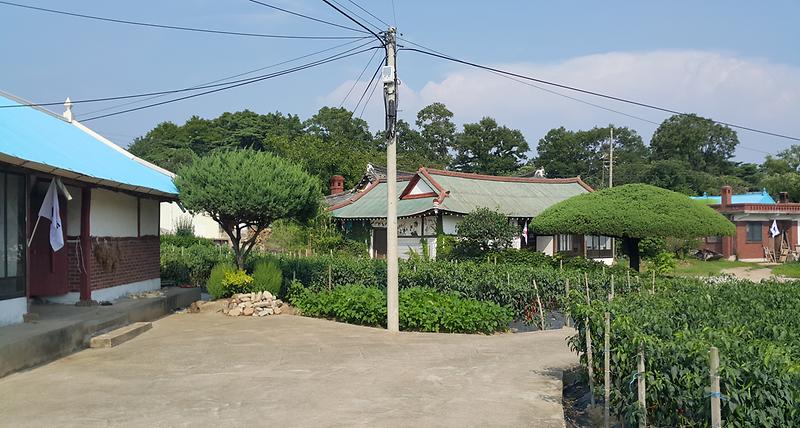 도장리_장하마을_각_가정에_태극기가_게양되어_있다