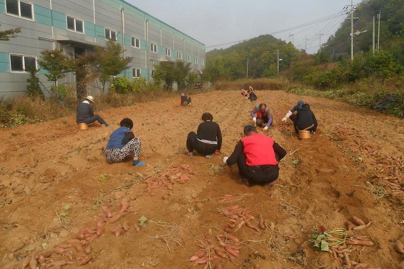 강화읍주민자치위원회_회원들이_고구마를_캐고_있다
