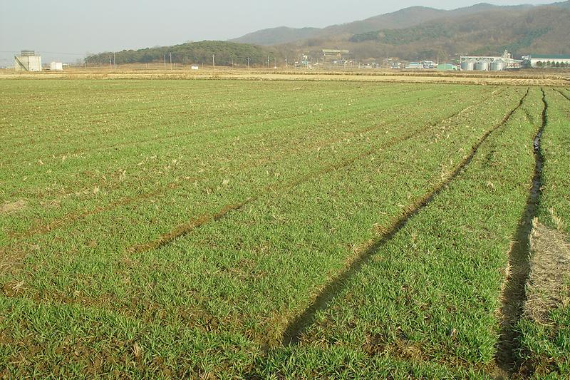 강화섬_찰쌀보리_파종사진