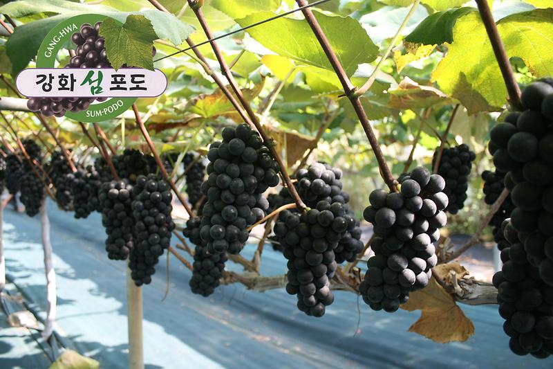 강화섬포도_사진