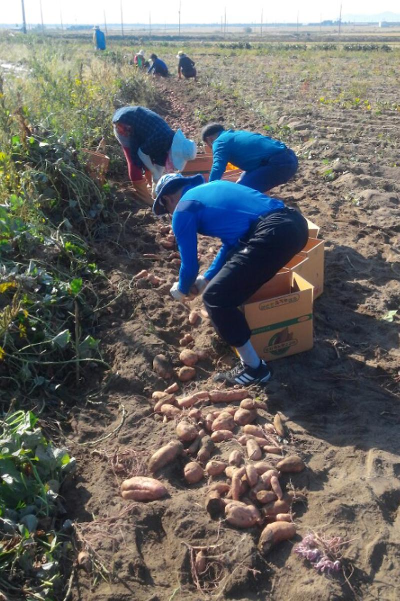 고구마를_캐고_있다