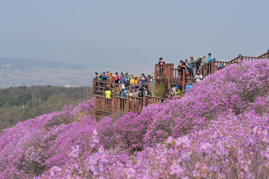 고려산진달래찰칵!_찰칵1