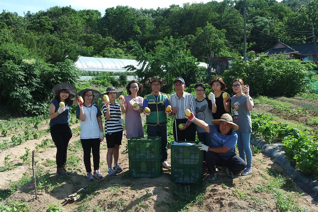 구자한씨가_불은면_직원들과_함께_참외를_수확하고_있다