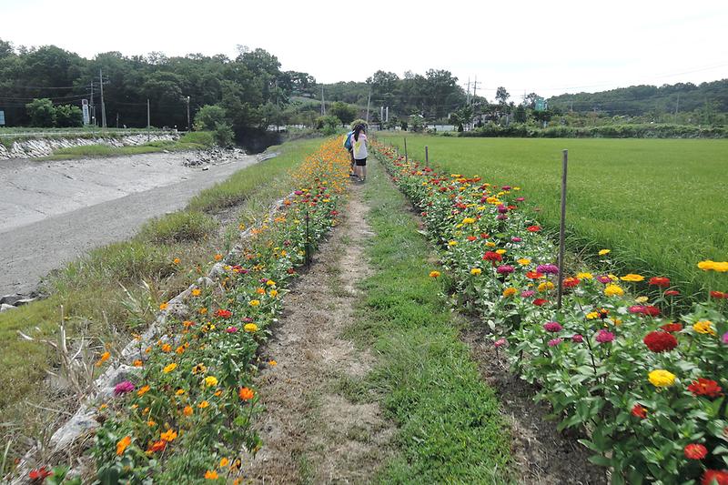 코스모스와 황금들녘 펼쳐진“호국돈대길”걷는 재미 쏠쏠 사진