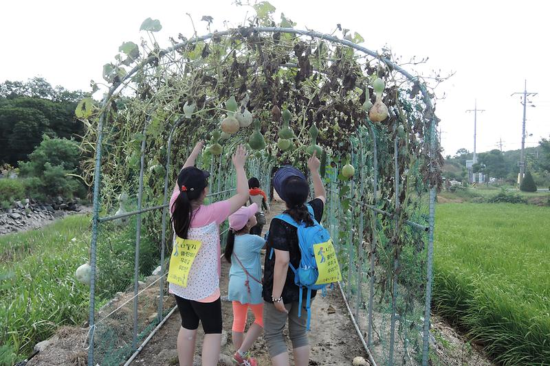 코스모스와 황금들녘 펼쳐진“호국돈대길”걷는 재미 쏠쏠 사진