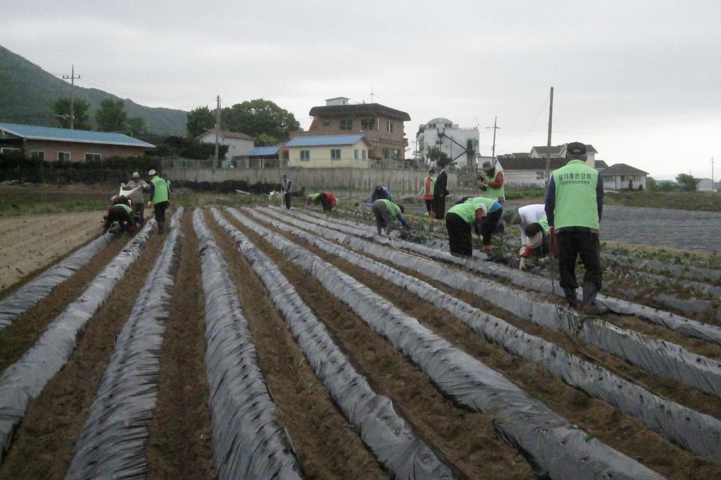 화도면_주민자치위원회_고구마_식재_사진