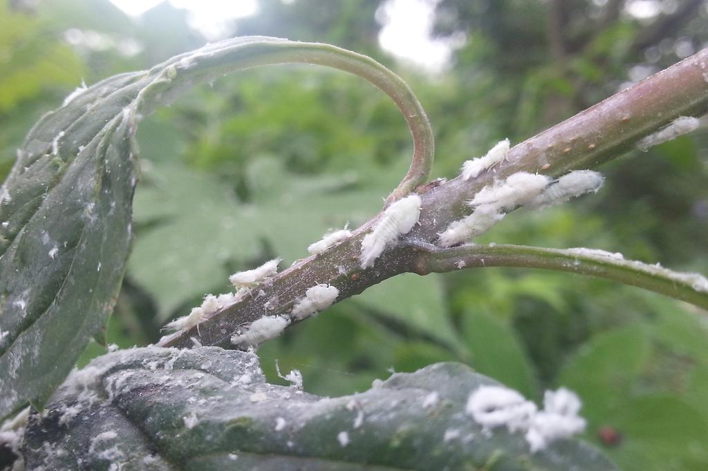 미국선녀벌레_약충