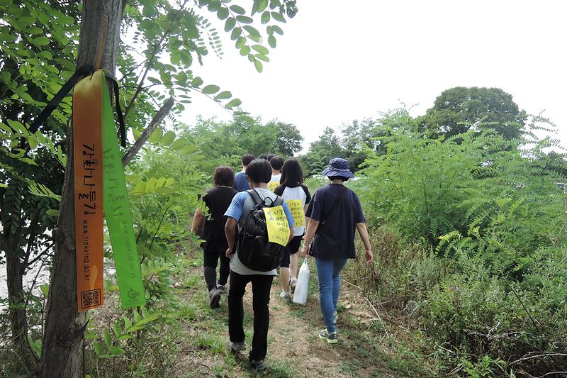 코스모스와 황금들녘 펼쳐진“호국돈대길”걷는 재미 쏠쏠 사진
