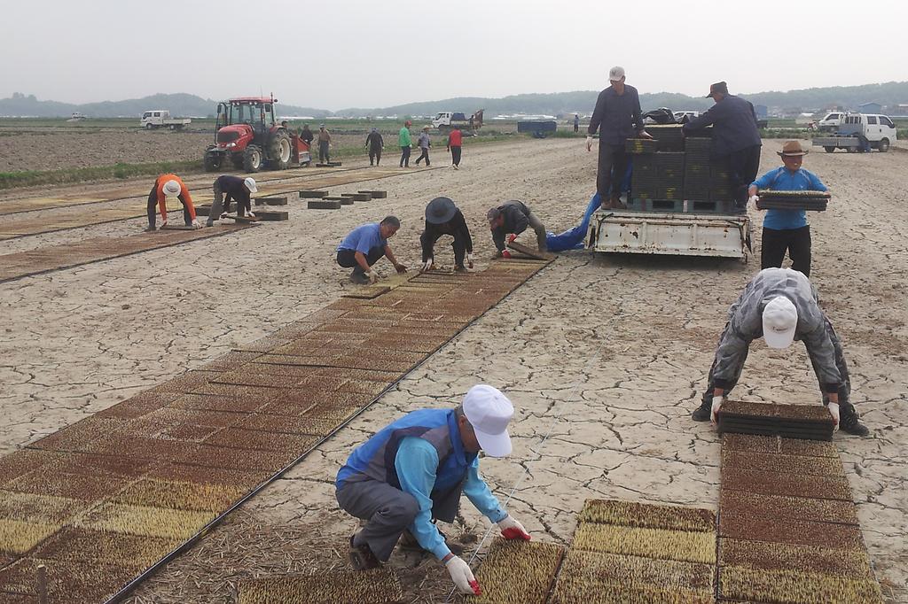 농촌지도자강화군연합회_예비_못자리_설치_1