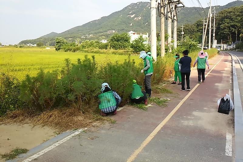 삼산면_부녀회가_코스모스_꽃길_조성_등_환경정비를_실시하고_있다