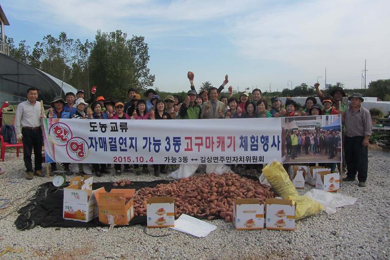 속노랑_고구마_캐기_체험1