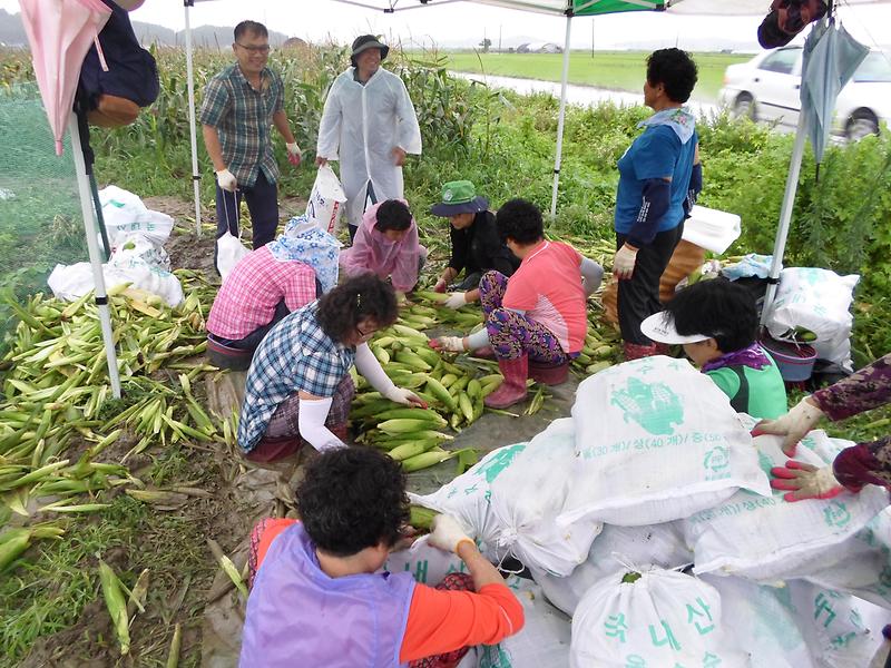 송해면_주민자치위원회_옥수수_수확1