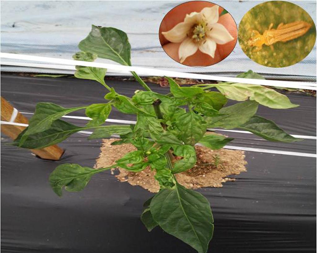 토마토반점위조바이러스(TSWV)_사진