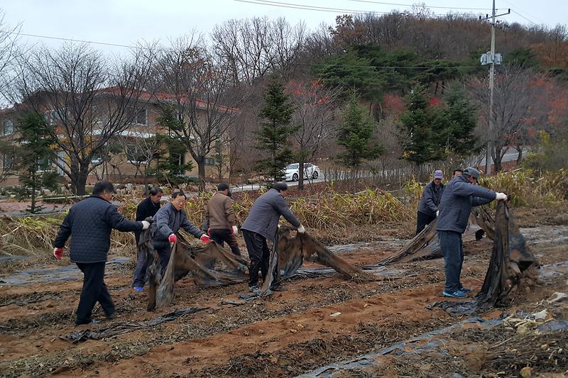 양도면이장단에서__영농폐비닐을_수거하고_있다