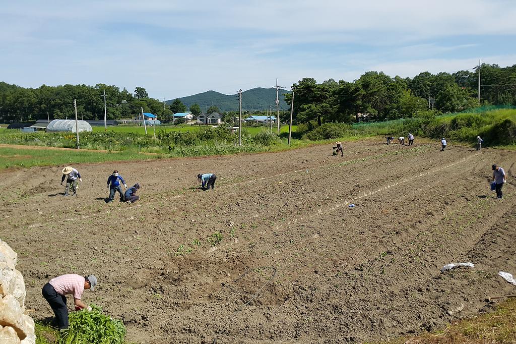양도면이장단과직원들이_어려운_이웃을_돕기_위해_들깨를_식재하고_있다