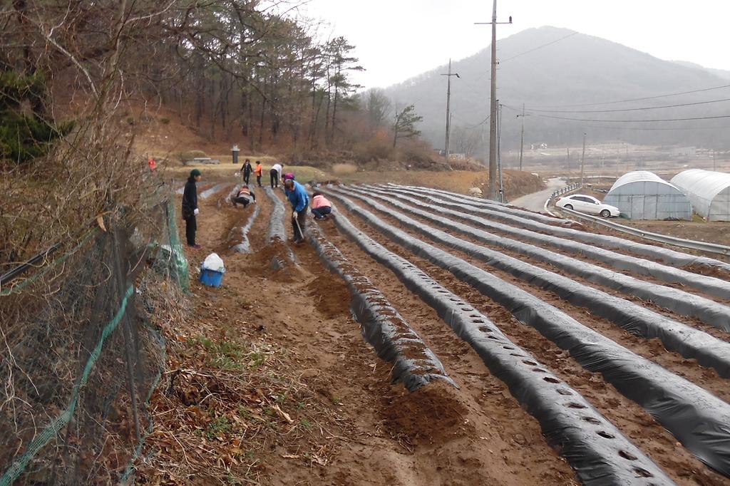 양사면_주민자치위원회_감자_식재_사진