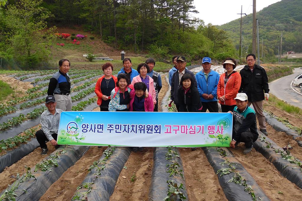 양사면_주민자치위원회_고구마_심기_행사_사진1