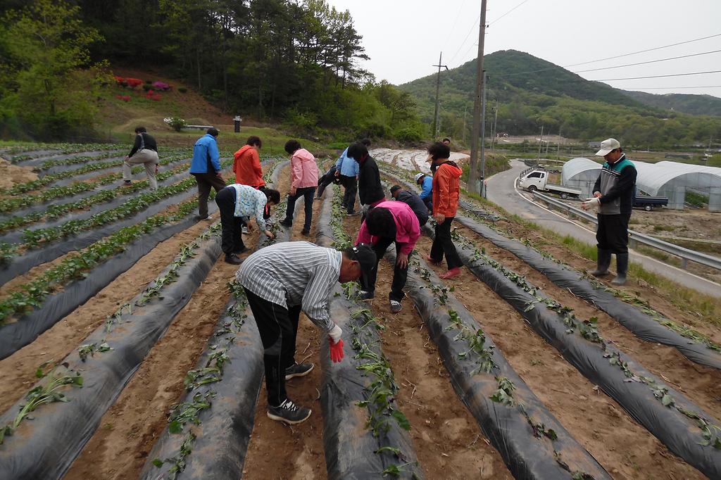 양사면_주민자치위원회_고구마_심기_행사_사진2