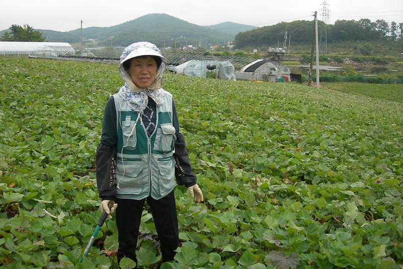 유광열_농가_고구마밭