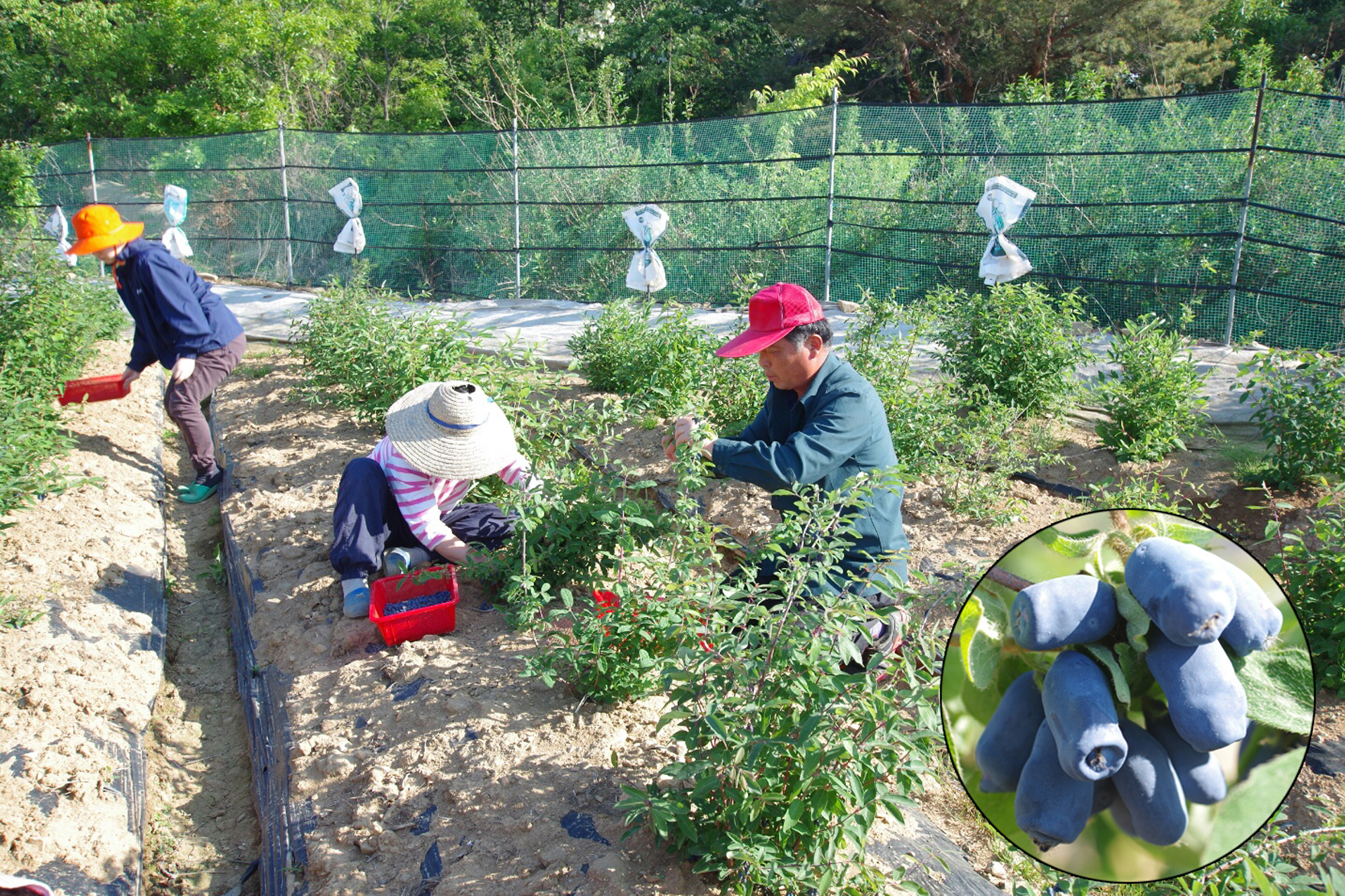 윤춘만_가족이_하니베리를_따고_있다