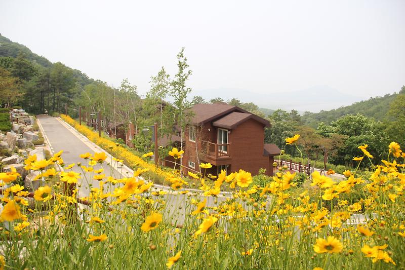 2015년_석모도_휴양림_산수국_사진