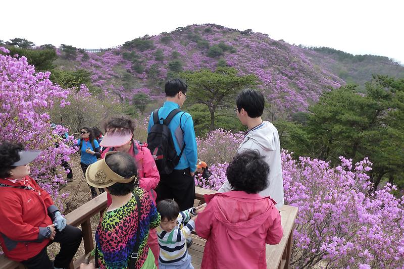 2015년도_고려산_진달래_축제를_찾은_관광객_모습