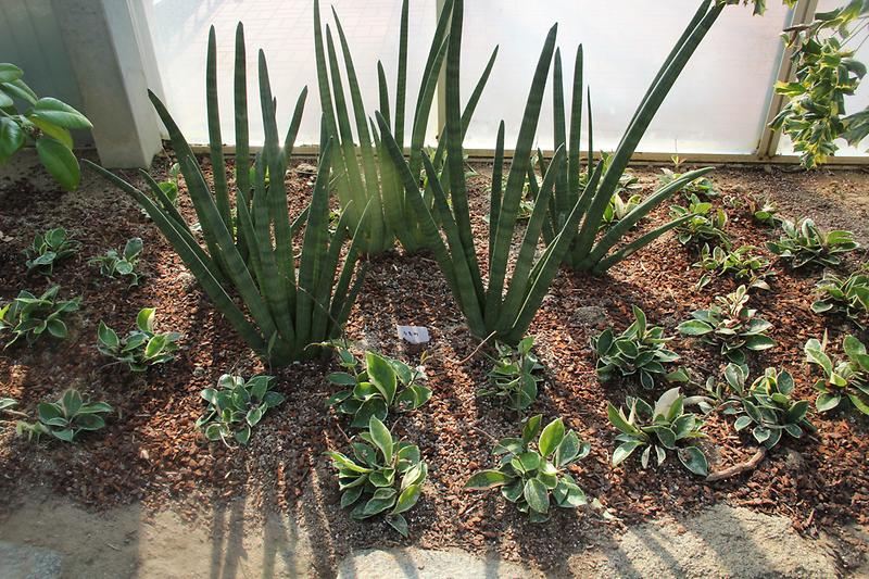 2_온실식물_스투키