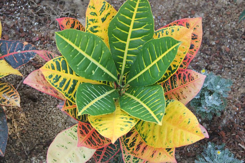 3_온실입구_크로톤