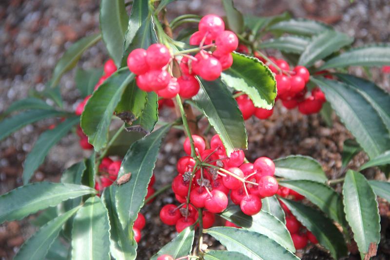 5_백량금의_열매