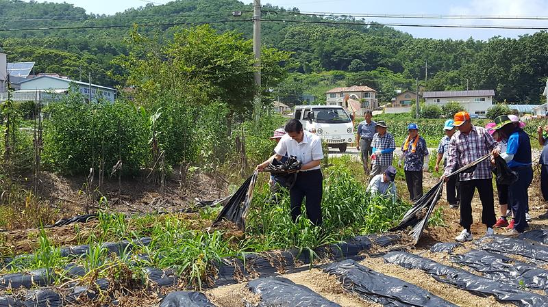 바르게살기_감자수확_1