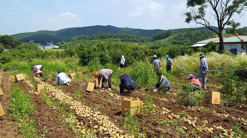 바르게살기_감자수확_6